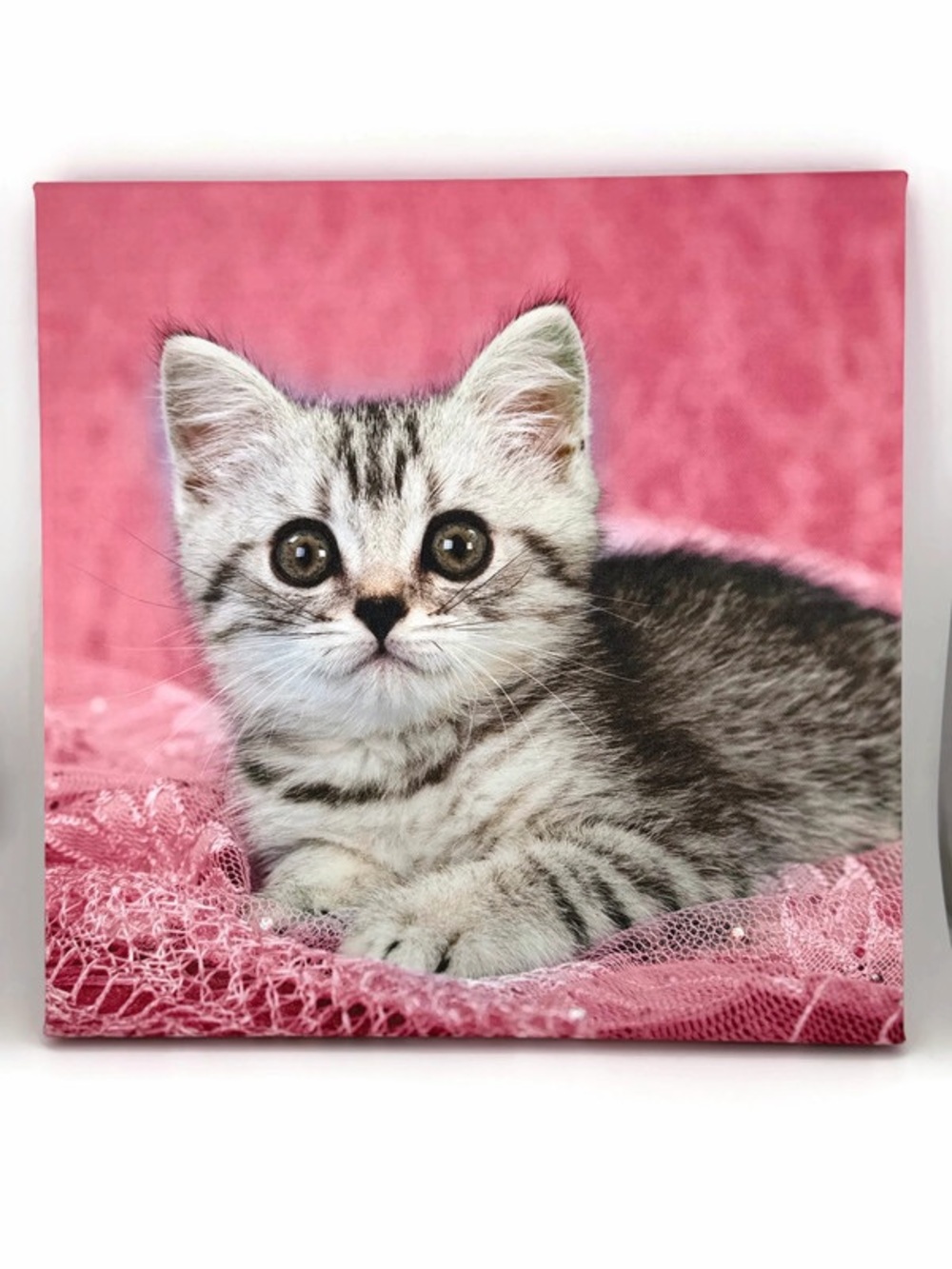Grey Tabby Kitten Canvas Wall Art with Pink Background